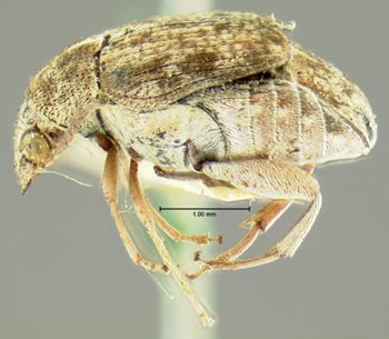 Media type: image;   Entomology 4470 Aspect: habitus lateral view